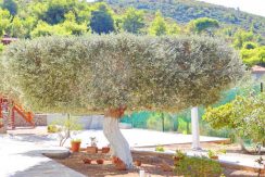 Hotel Marathonas Attica FOR SALE 5