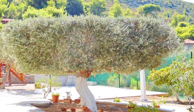 Hotel Marathonas Attica FOR SALE 5