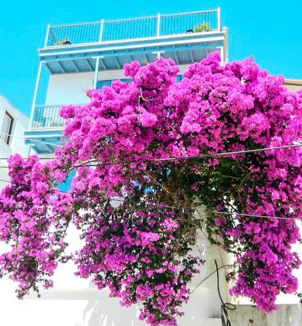 Sea View House in Greek Island Skopelos. Houses in Greek Islands 5