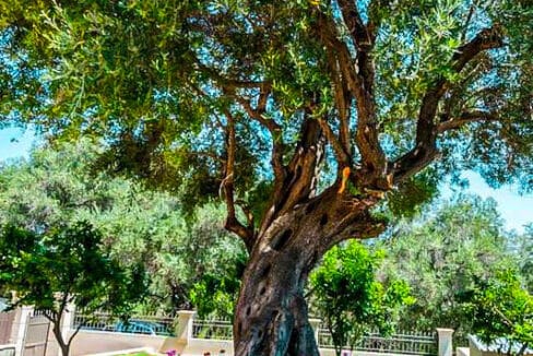 villas in Corfu Greece! Sea View Villa for Sale in Corfu Island Greece for sale 21