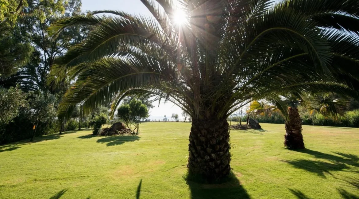 Beachfront Villa with Garden Sithonia — Halkidiki 9